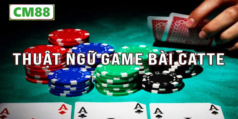 C�ch Ch?i B�i Catte T?ng V�ng